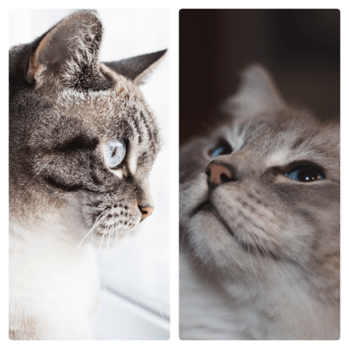 คอลลาจ87 - สร้างตารางภาพถ่ายที่สวยงามในไม่กี่วินาที media 1